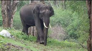 महिला को हाथी ने कुचलकर मार डाला! मौके पर तोड़ा दम